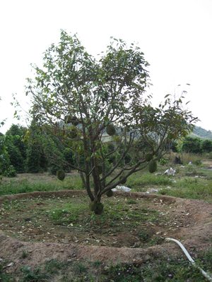 A durian tree!