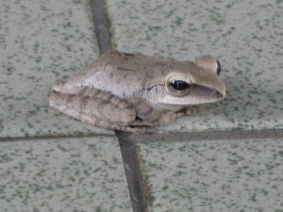 Poisonous tree frog who dropped in on our cooking class...
