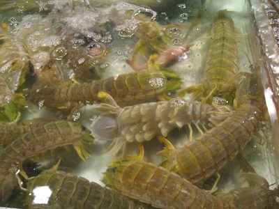 Mantis prawns, waiting to be someone's dinner at a...