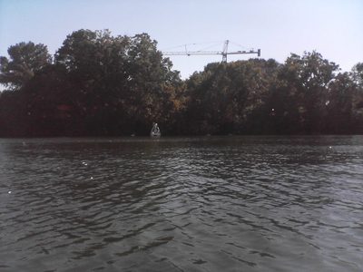 "Are you my mother?"  Mechanical swam paddle boat goes...