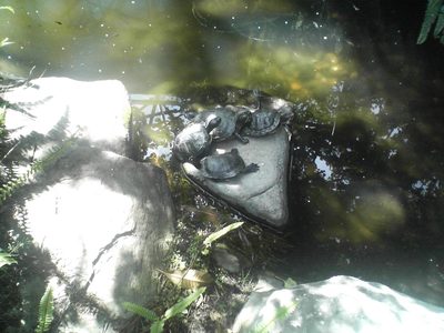 Some intense turtle stacking in the paradiso in the...