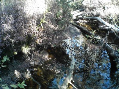 Watering hole along the hike.