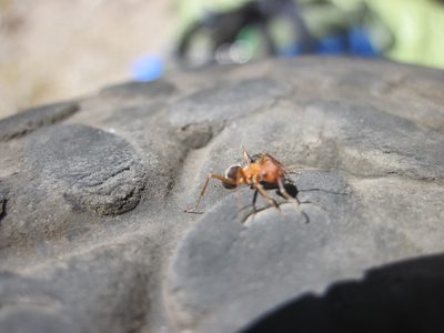 These huge red ants were all over the place at the Onion...