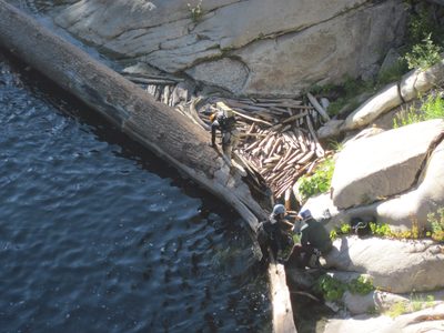 Climbing out of the water on giant floating logs. The...