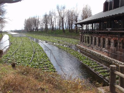 Wasabi needs very clean fresh water to grow, and lots of...