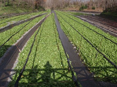 Lots of wasabi.