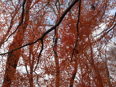 Japanese maple turning fall colored.