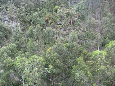 Hard to imagine there's a trail up this.  The...