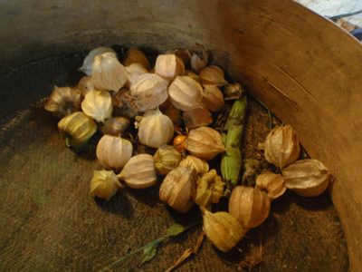 A very sour and tart fruit was contained inside these...