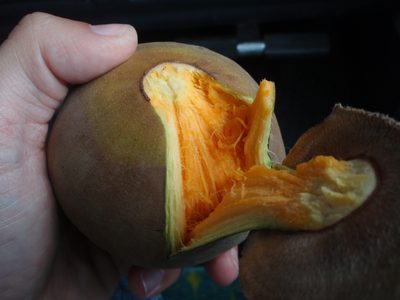 Apparently like this.  The flesh was raw and fibrous......