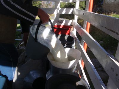 Yum, frothy fresh country milk.