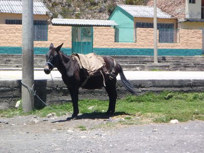 My noble steed.
