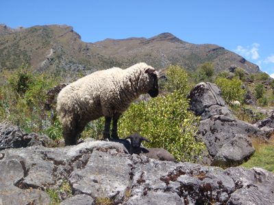 Big sheep and baby sheep (look closely).