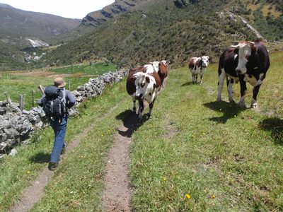 The cows wish us a happy adventure as well.