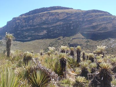 Frailejones in the sunshine.