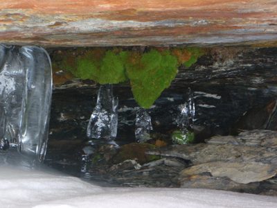 Crazy growing stuff inside a cave along the hike down. ...
