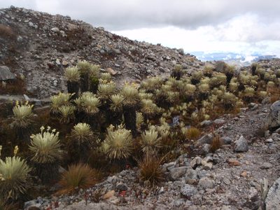 A small grove of frailejones on the hike down.