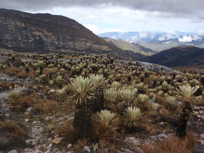 The foggy, non-directional light and wet plants made for...