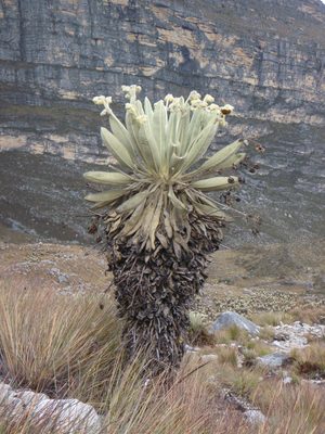 A lone frailejone.