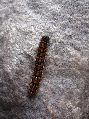 A caterpillar!