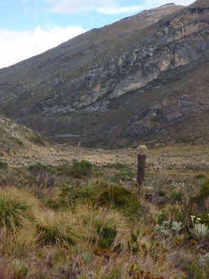 Another lonely frailejone.