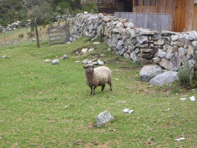 Sheep are funny looking animals.