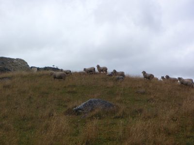 Some sheep bounding across a hillside.