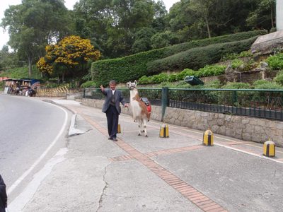 Crazy man with a pet llama who was coming right toward...