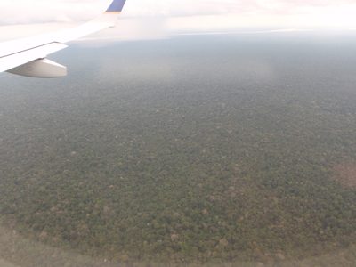 A lot of trees!