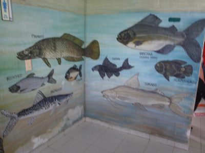 Fish of the amazon mural, while we were waiting to pay...