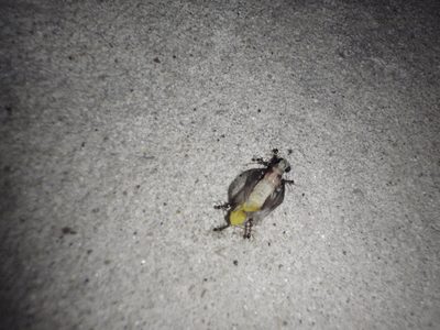 Insects carrying away a much larger insect.