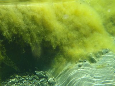 Swamp thing!  Underwater shot of the algae growing in...