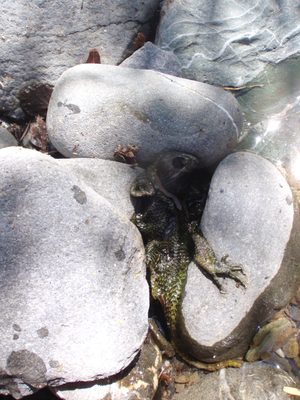 Do lizards shed their skin?  Or did this lizard drown...