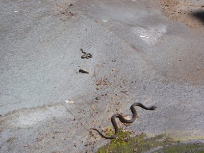 Mommy snake and baby snake.  Just regular old garden...