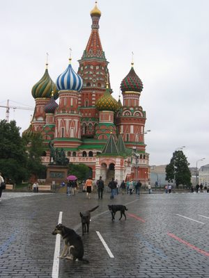 Stray dogs are quite populous in Russia.  Not sure why. ...