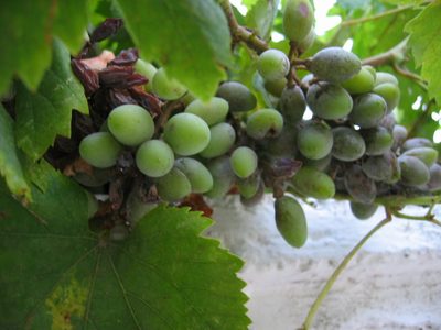 Grapes growing on the vine in Clea's village.