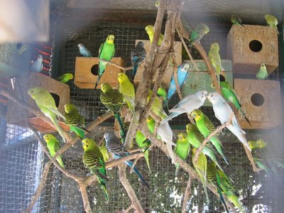 Birds at the Kalamata zoo.