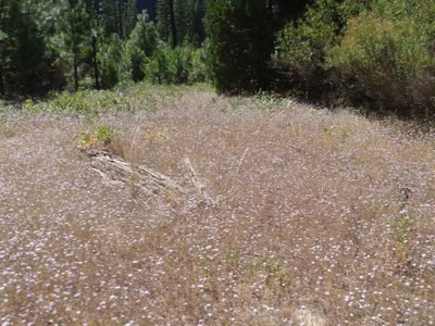More wildflowers.