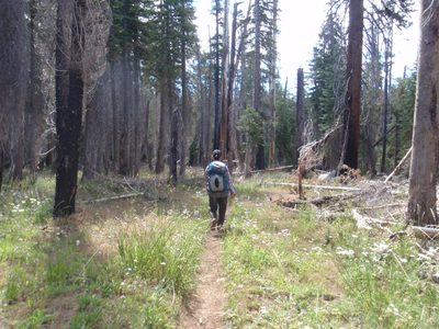 Back up at 7,500 feet, Monica hiking through the forest...