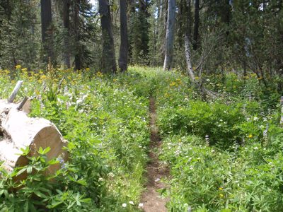 A field of wildflowers.