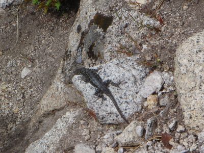 Very cute and colorful lizards up here. I can't remember...