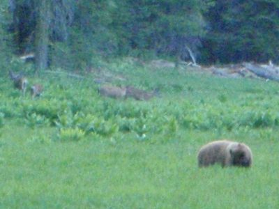 Another bear sighting on the way back to camp!