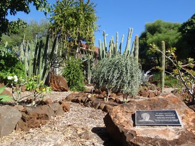 Desert cactus garden.  Many of the plants here are...