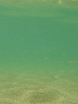 These little minnows were swimming around my legs while...