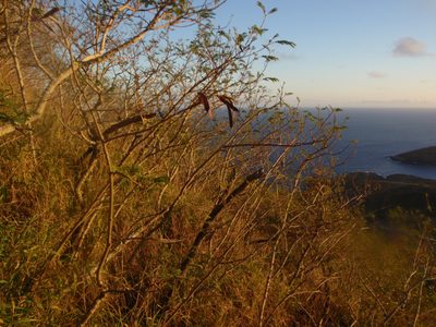 View of the native scrub brush, looking southeast.