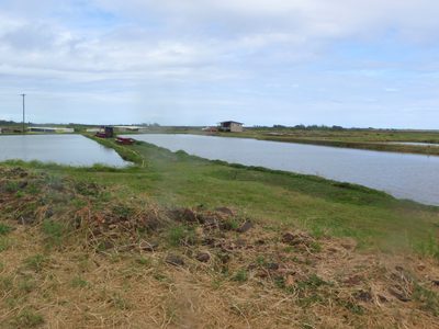 Shrimp farm on the north shore of Oahu.  I've read...