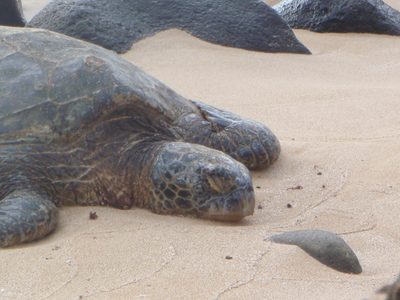 One of the green turtles sleeping.  They come out of the...