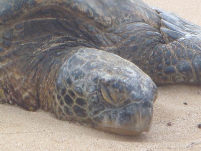 Sleeping turtle.