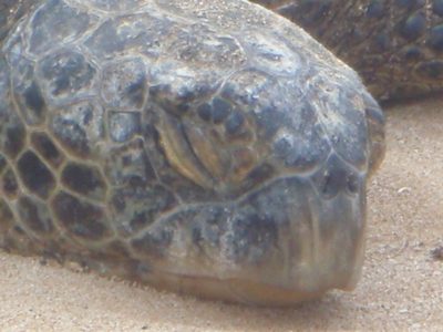 Close up of the sleeping turtle.