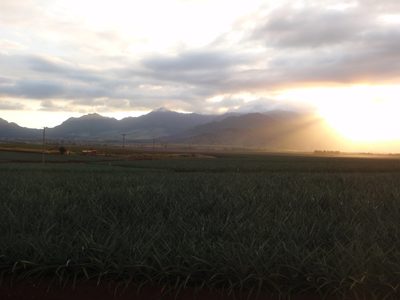 Pineapple fields as far as the eye can see.